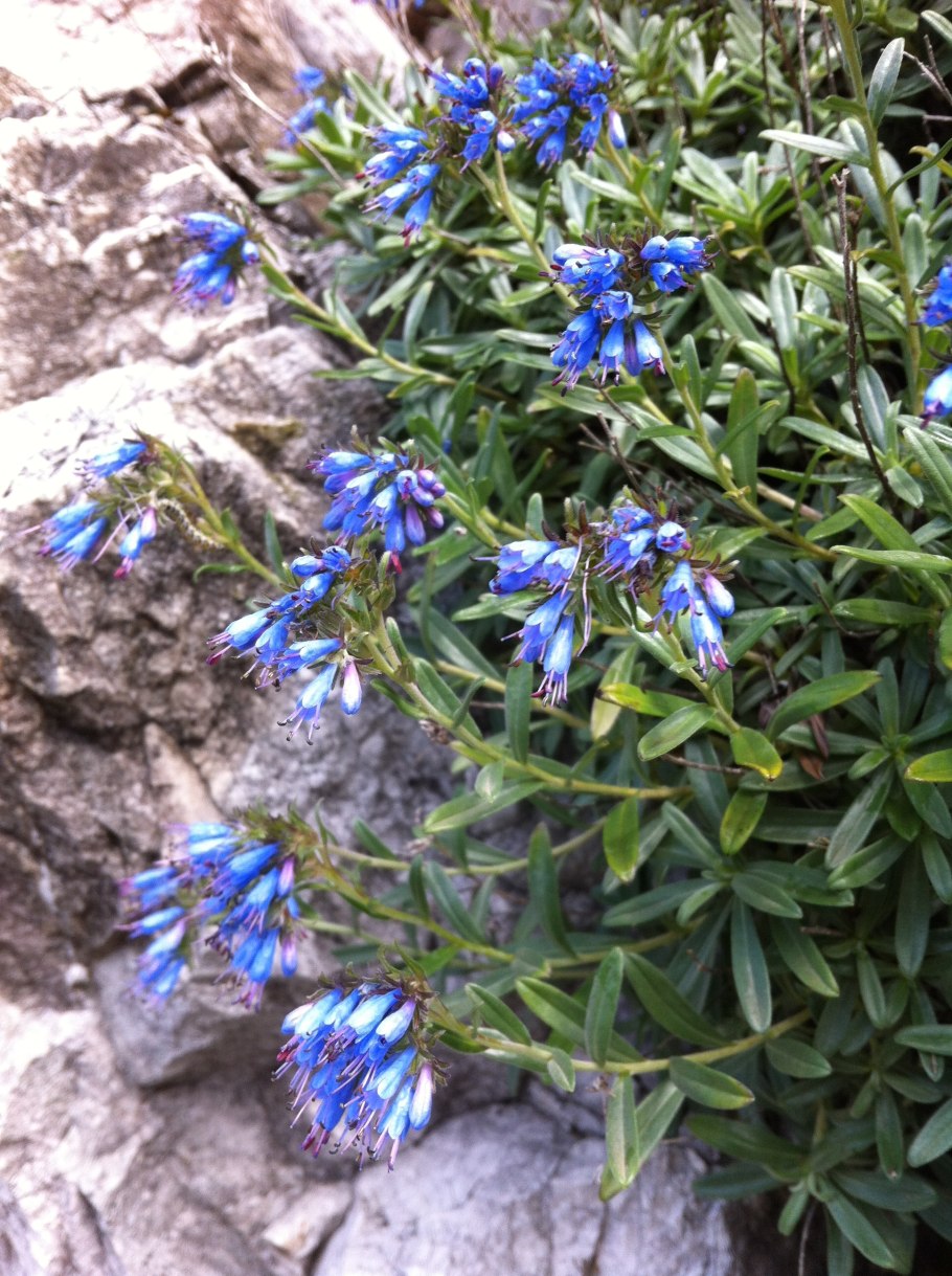 Иссоп кропило