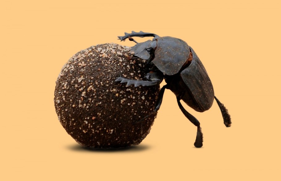 Жук Землерой