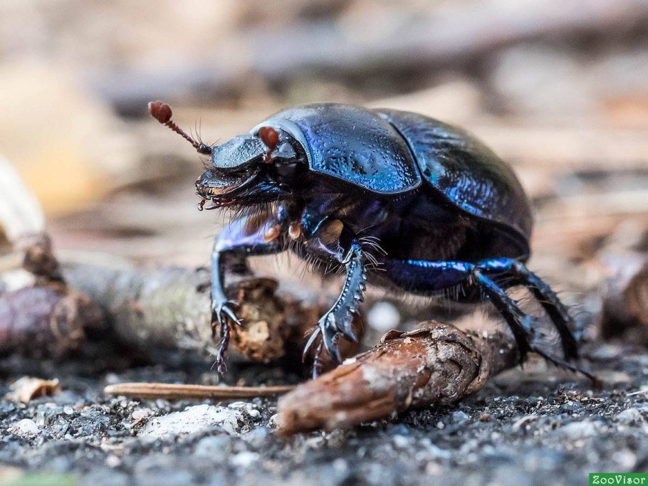 Жук навозник