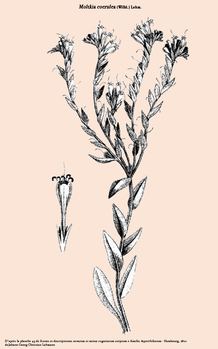 Жук навозник