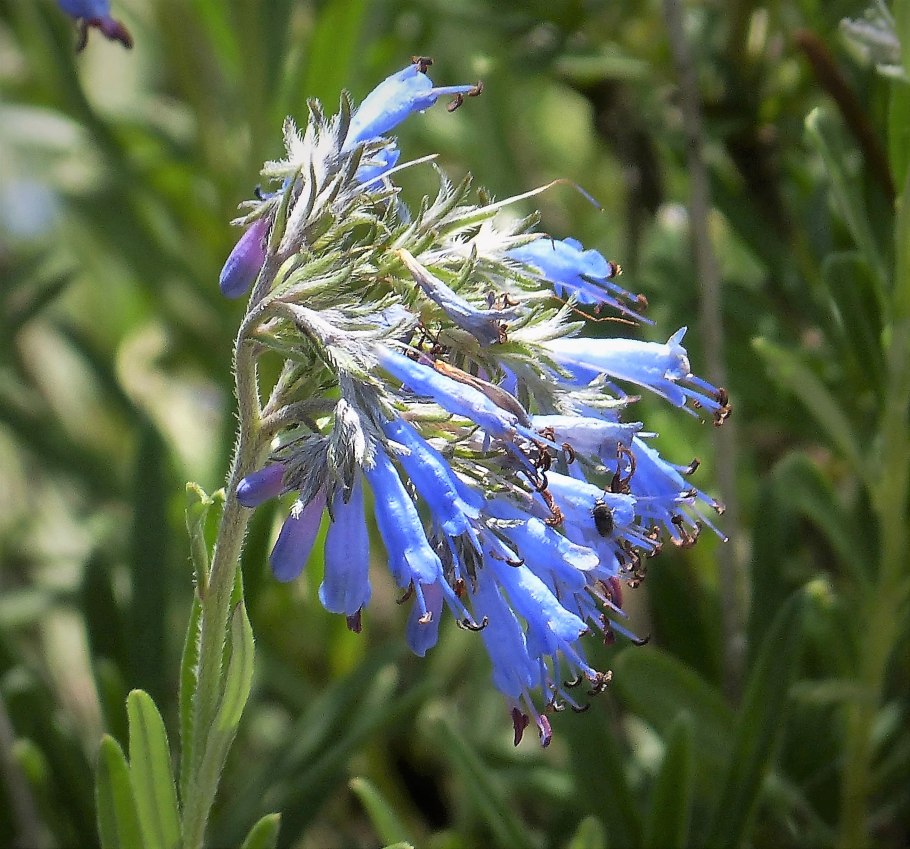 Moltkia petraea из семян