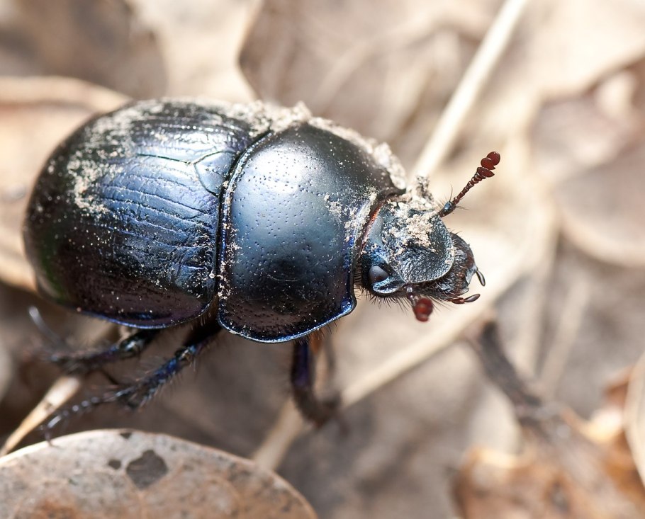Жук-навозник вида Onthophagus Taurus.