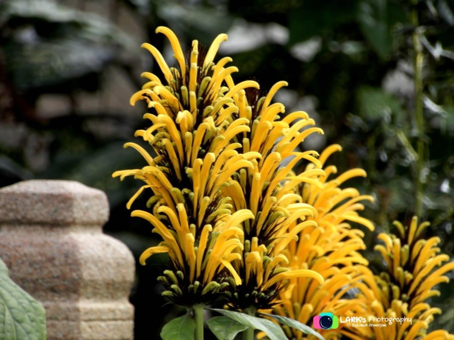 Жук навозник скарабей