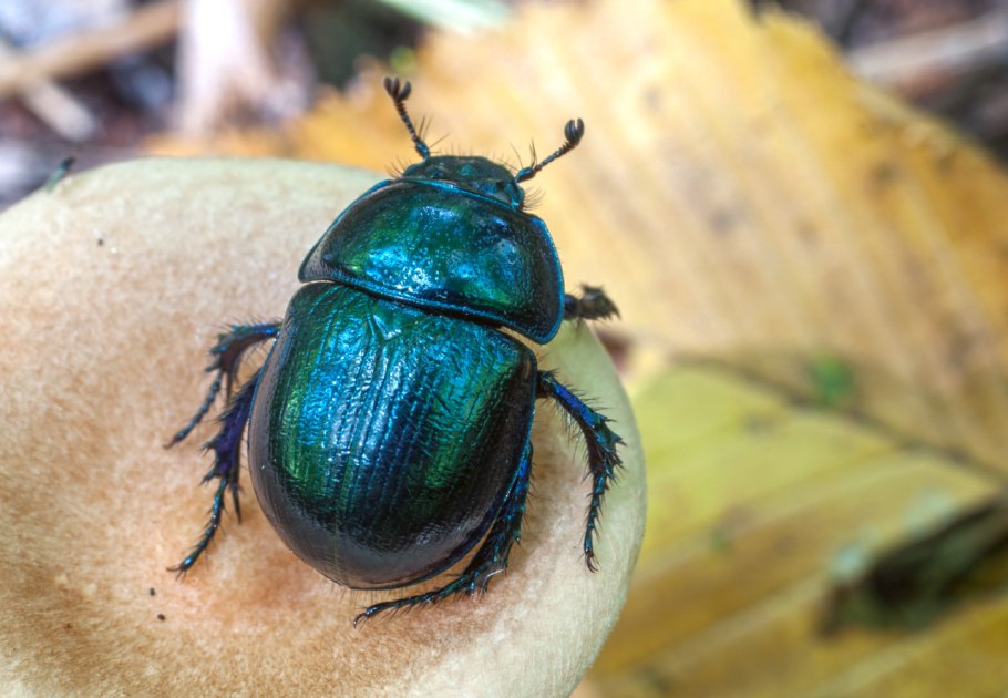 Жук носорог навозник