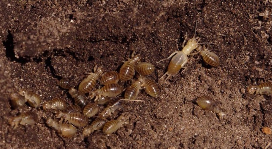 Навозник обыкновенный гриб