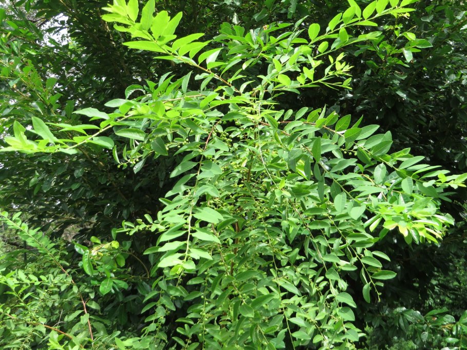 Секуринега полукустарниковая