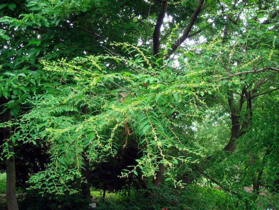 Секуринега ветвецветная