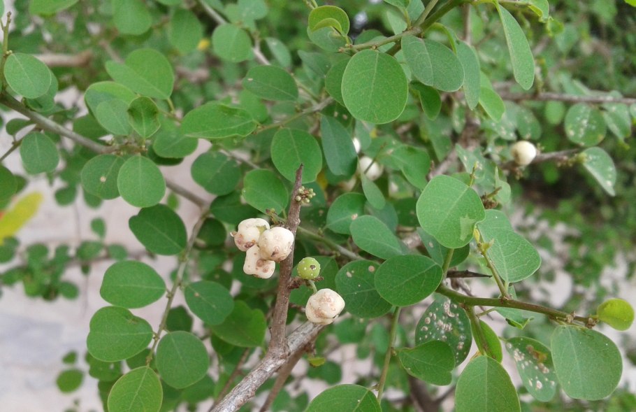 Flueggea suffruticosa