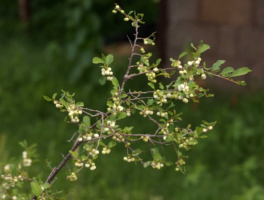 Секуринега полукустарниковая