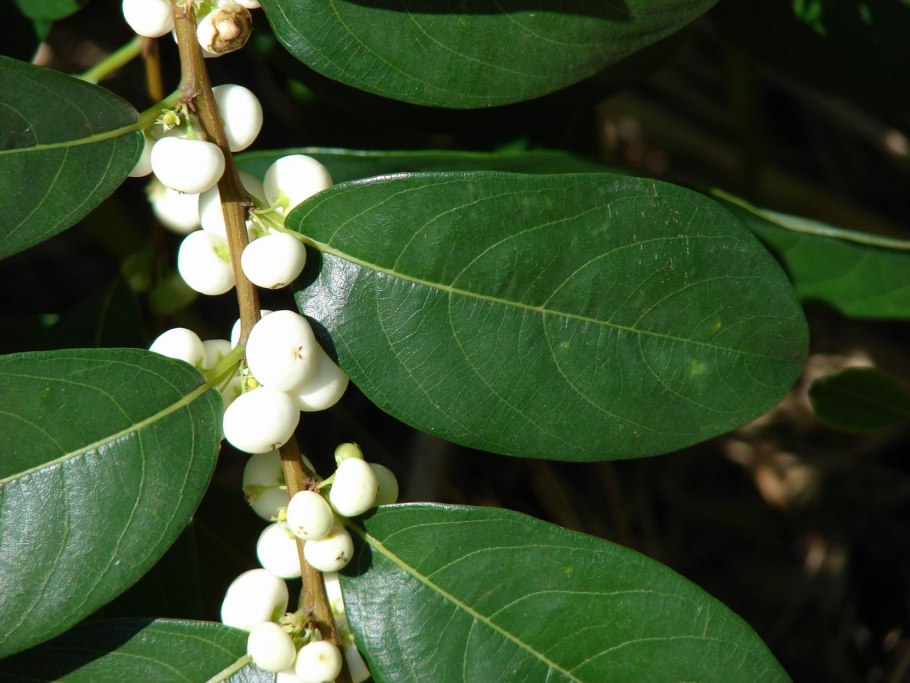 Секуринега полукустарниковая