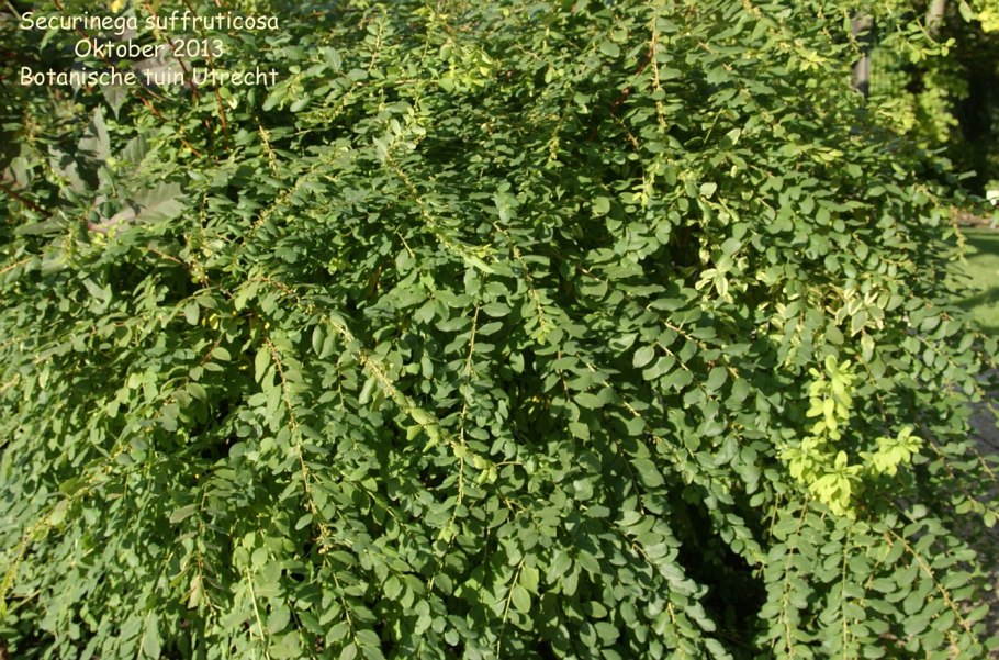 Секуринега полукустарниковая