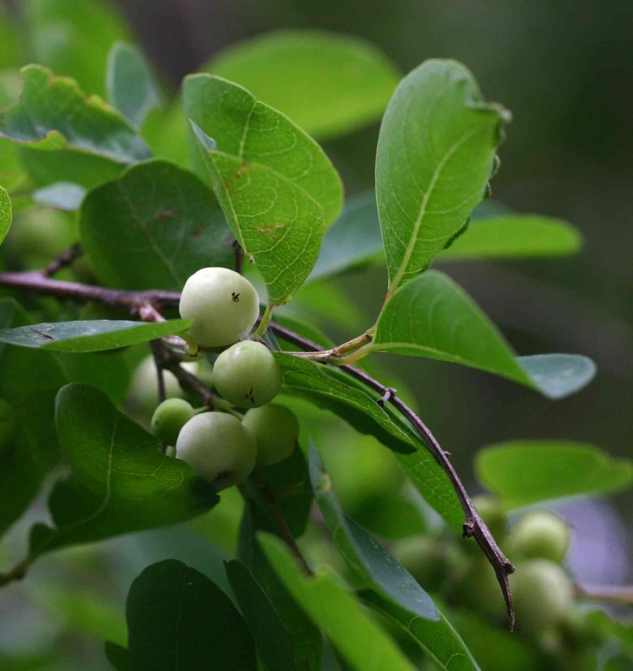 Корень секуринега Вироза