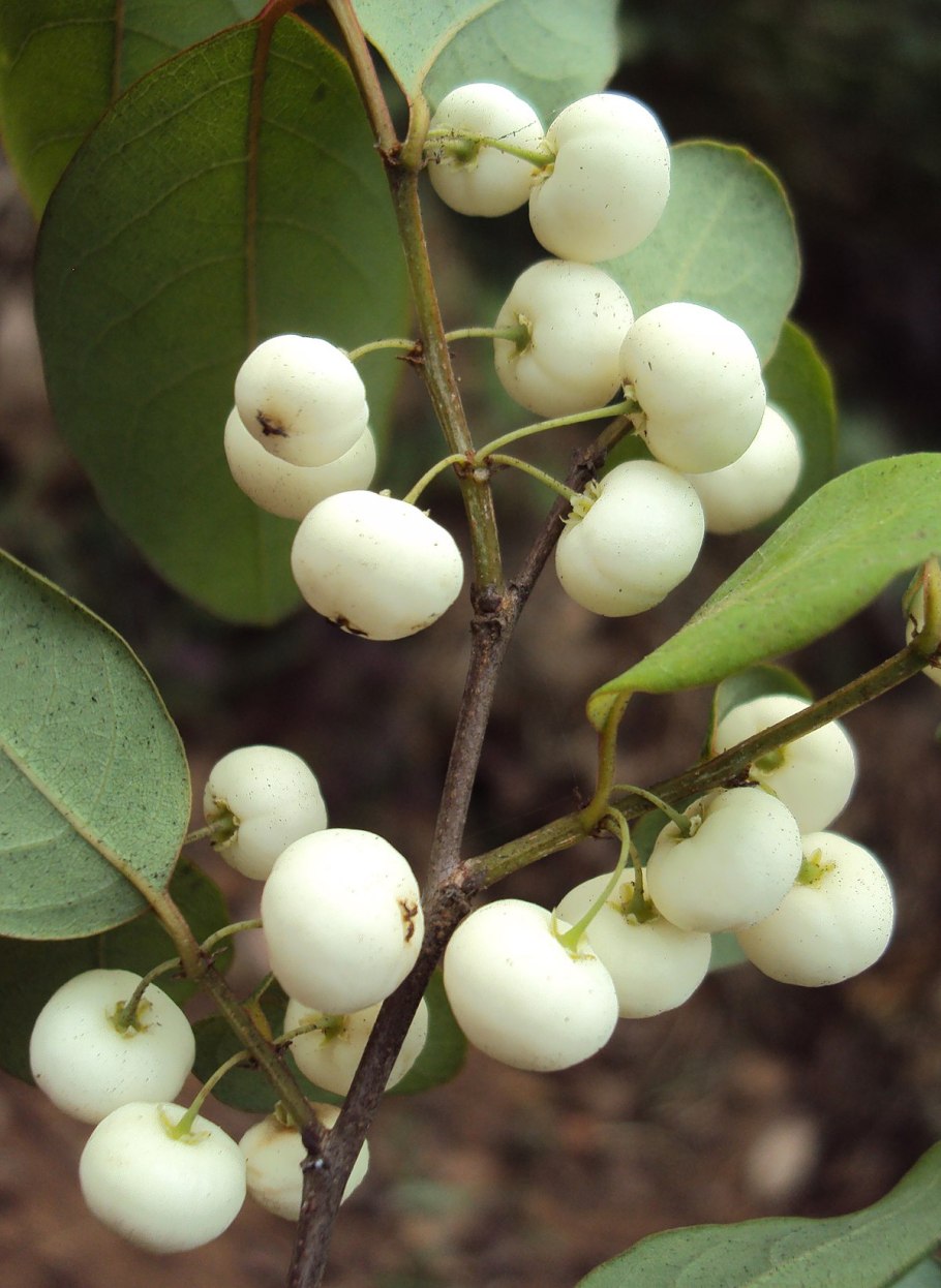 Секуринега ветвецветная таблетки