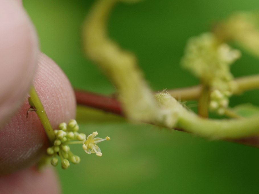 Секуринега полукустарниковая