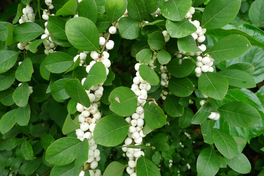 Секуринега Сибирская