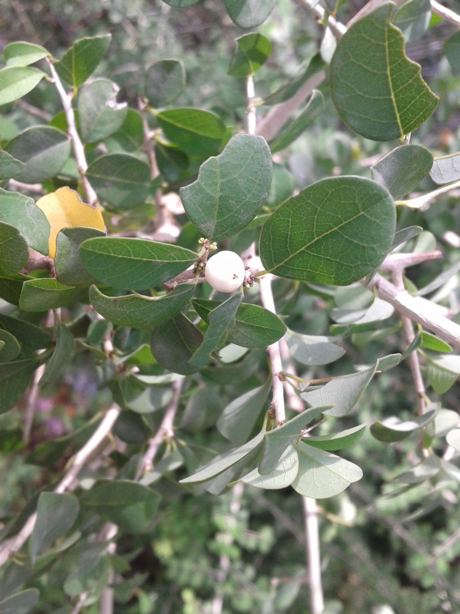 Корень секуринега Вироза