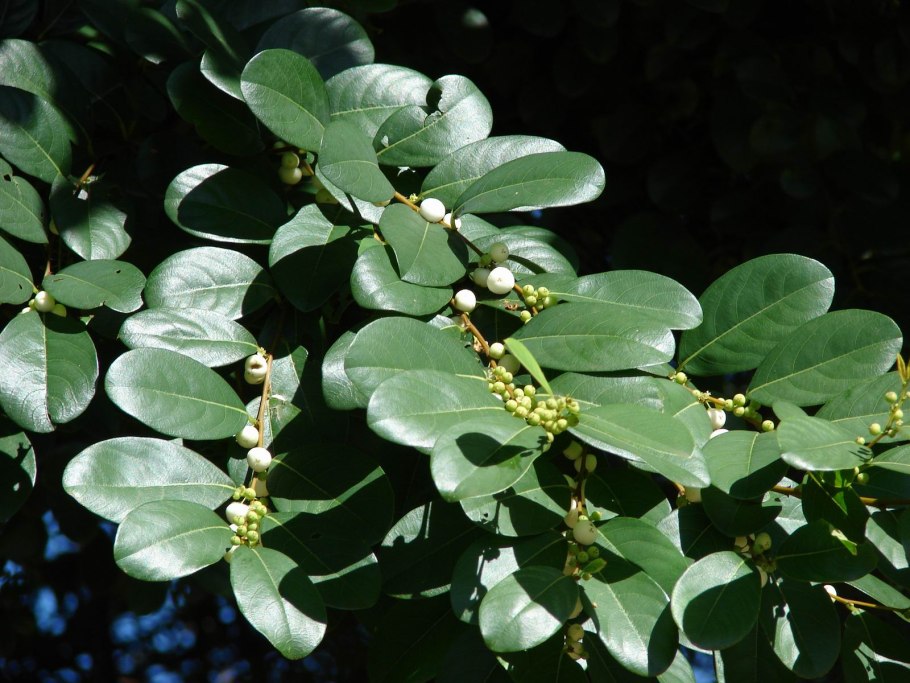 Флюгея полукустарниковая