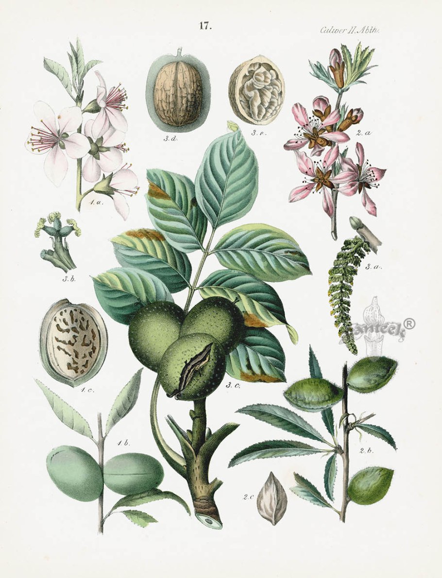 Филлантус мирабилис