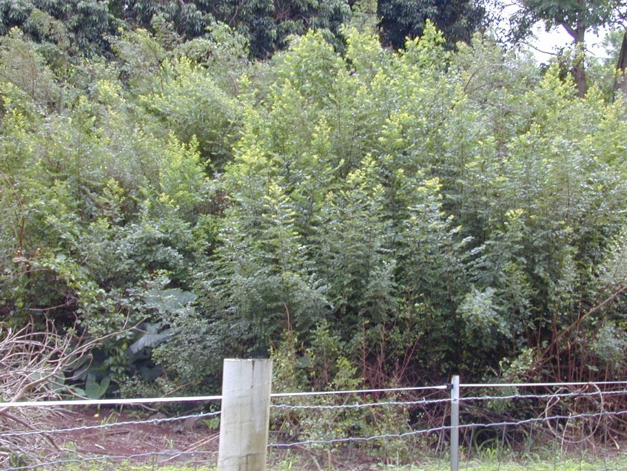 Секуринега Вироза