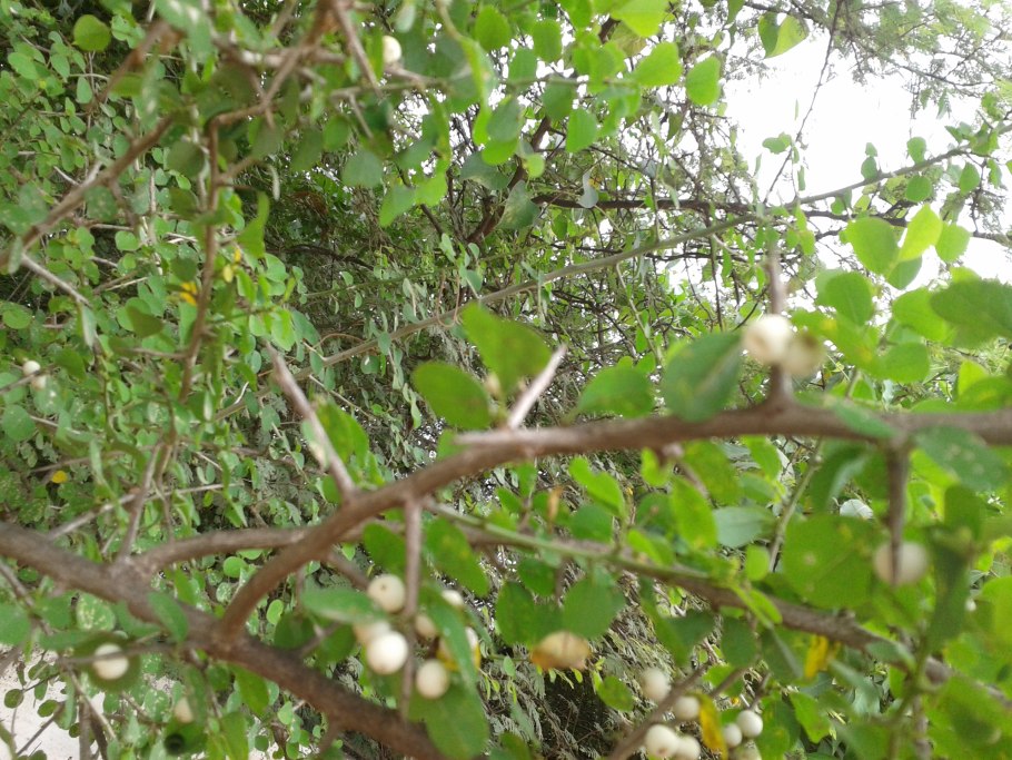 Секуринега шерстистая