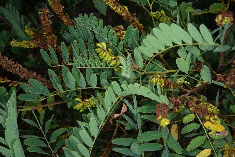 Корень секуринега Вироза