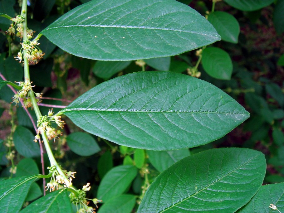 Секуринега кустарниковая