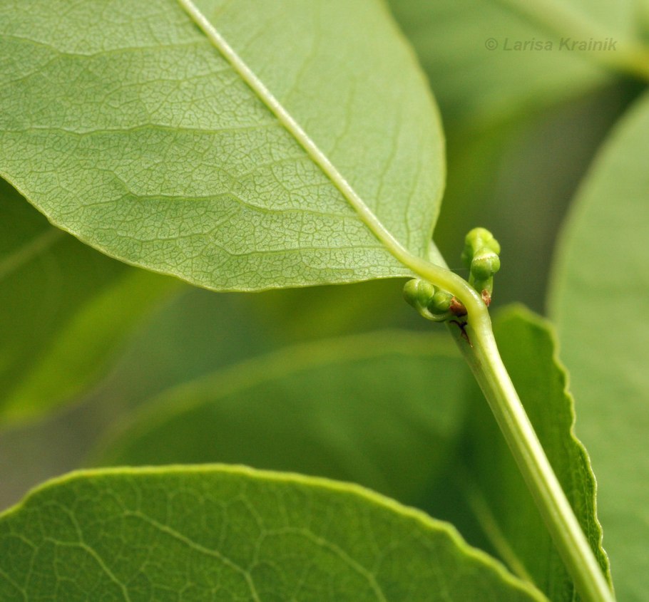 Секуринега Вироза