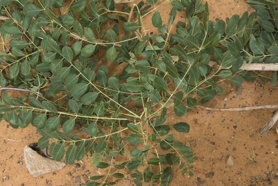 Секуринега полукустарниковая