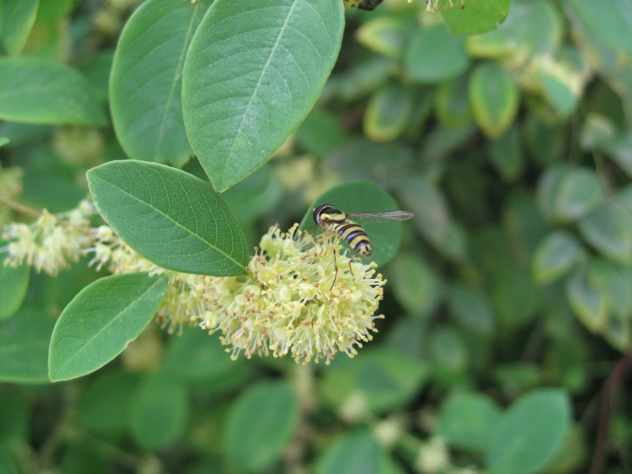Секуринега ветвецветная
