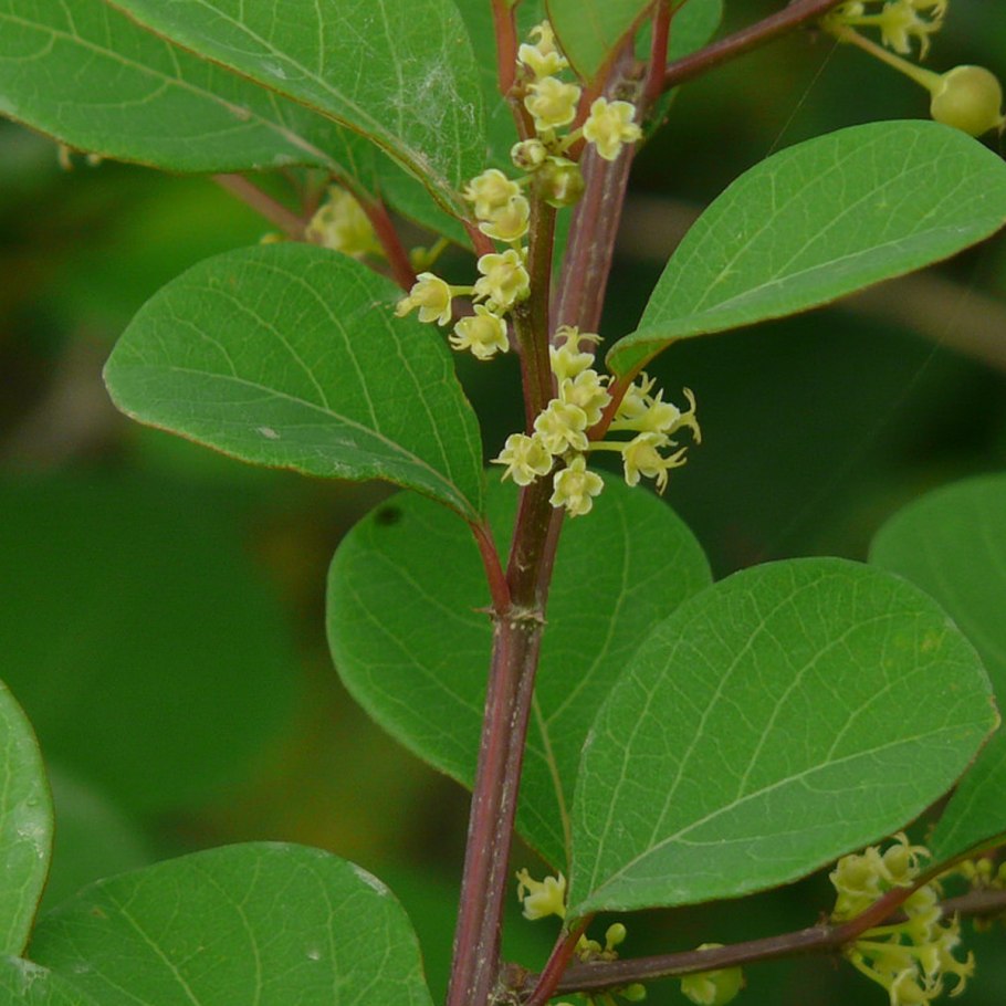 Securinega suffruticosa