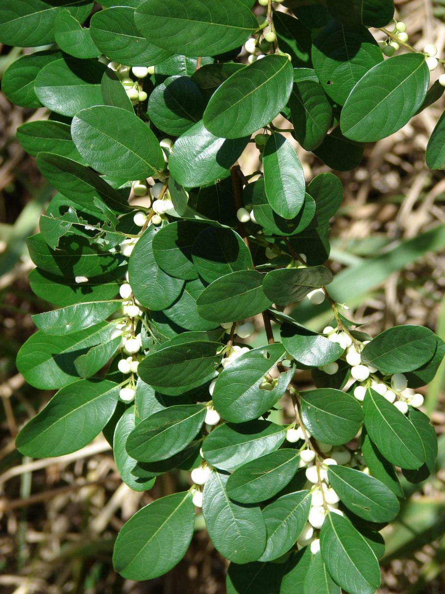 Секуринега ветвецветная