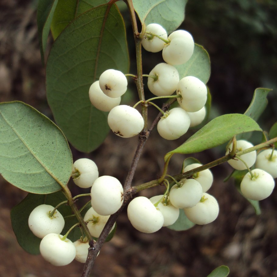 Секуринега полукустарниковая рисунок