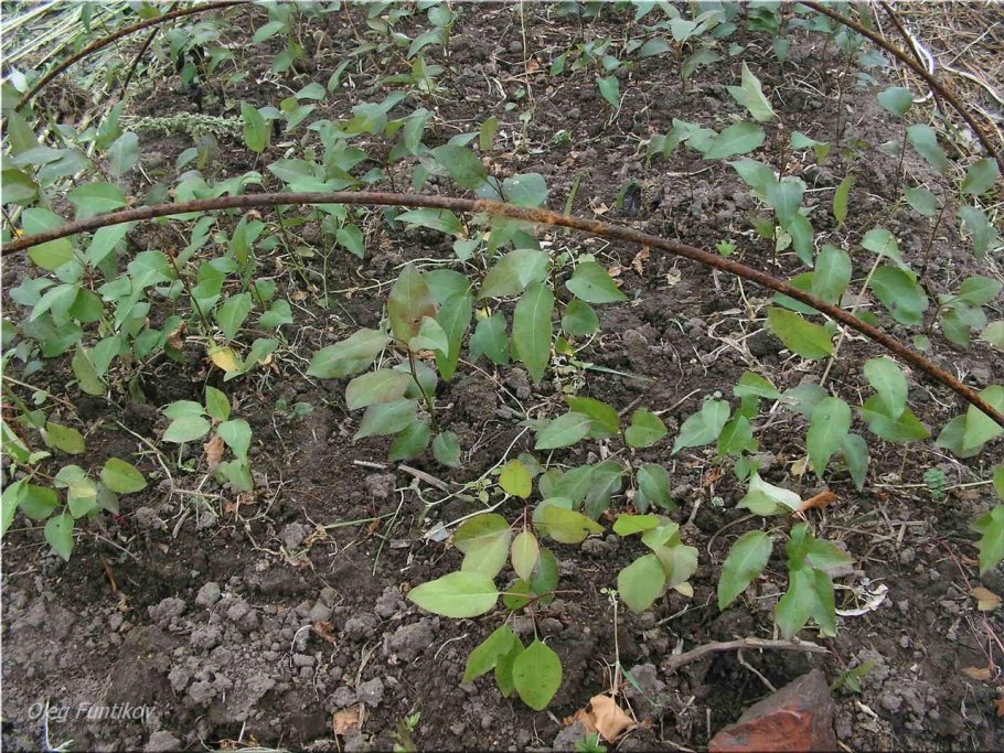 Бригхмания растение противопоказанное