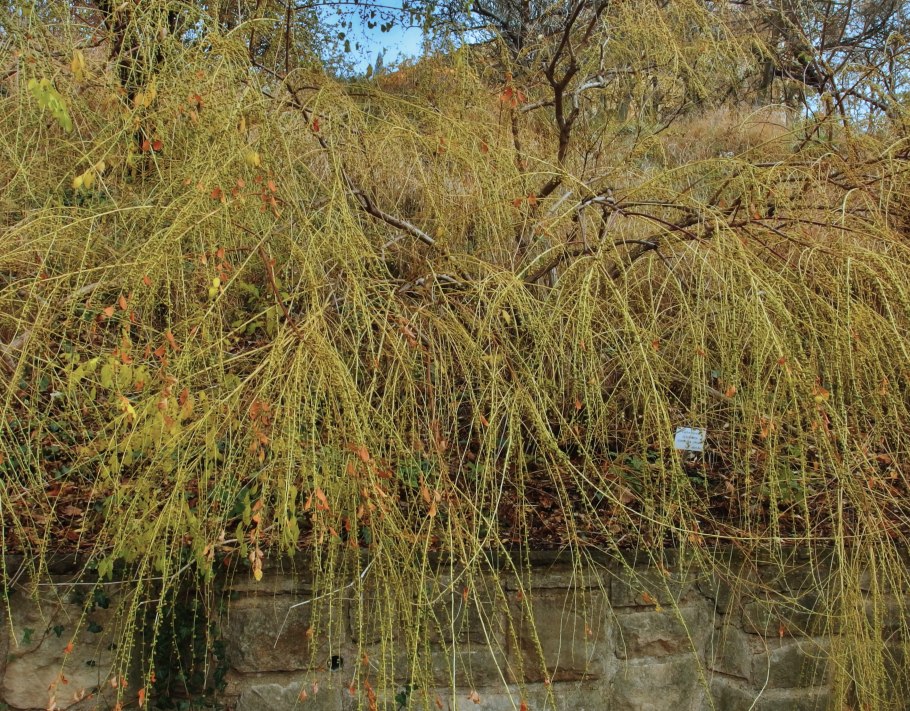 Растение семейства Перцевых