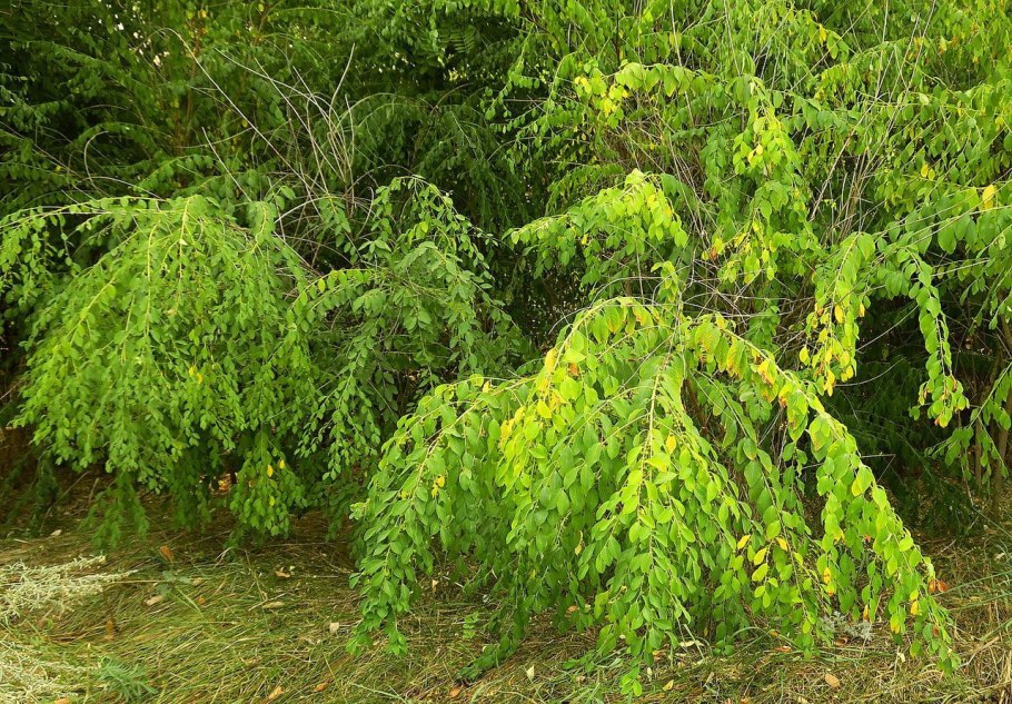 Секуринега полукустарниковая гербарий