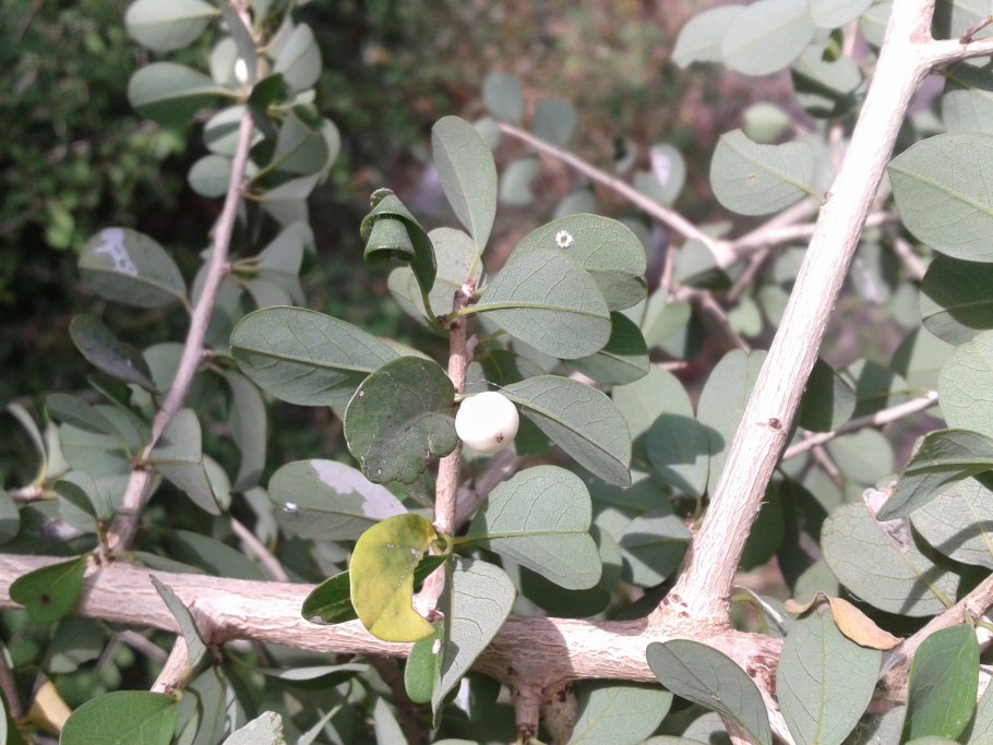 Секуринега ветвецветная