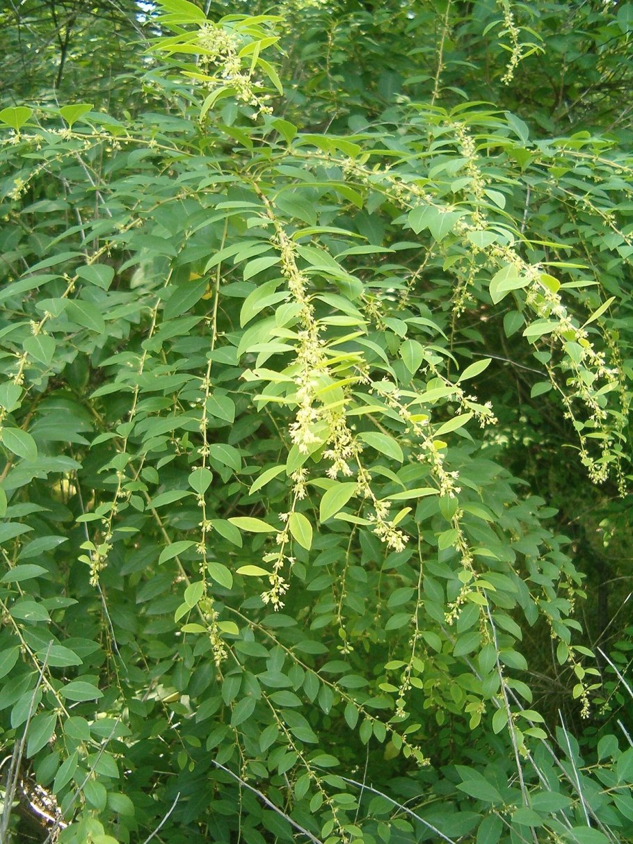 Секуринега кустарниковая