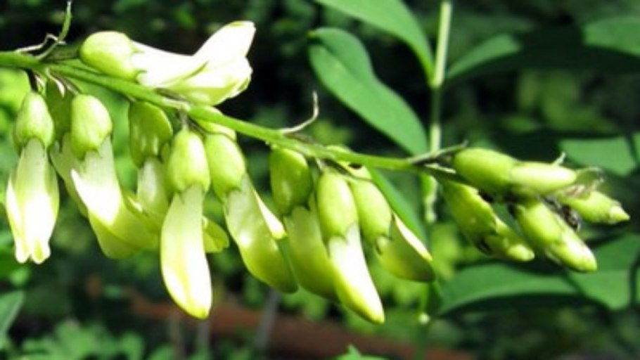 Астрагал перепончатый трава