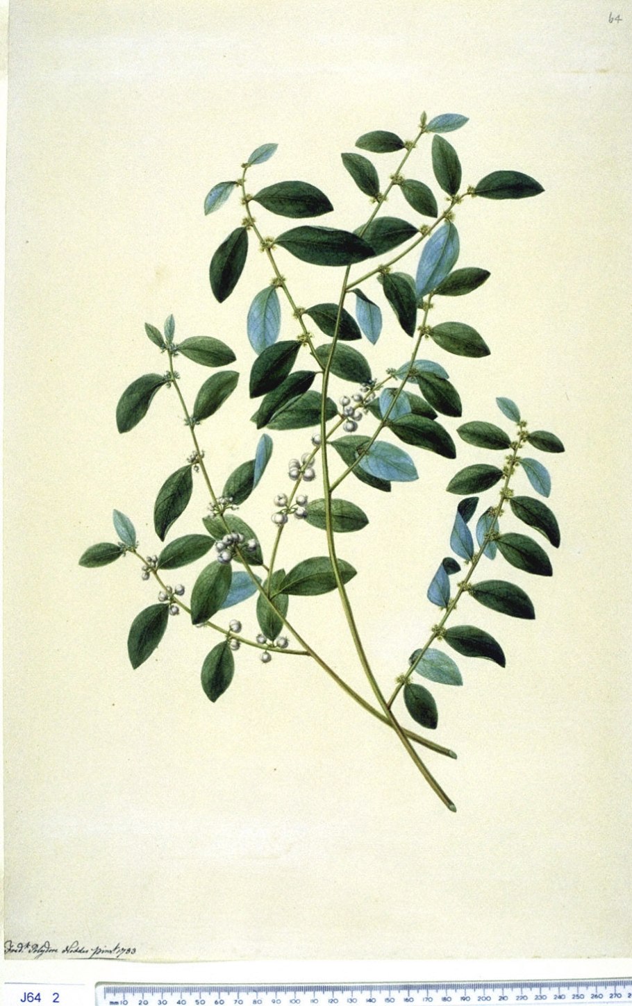 Секуринега полукустарниковая гербарий