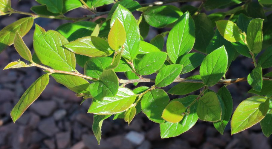 Мюленбекия почвопокровная