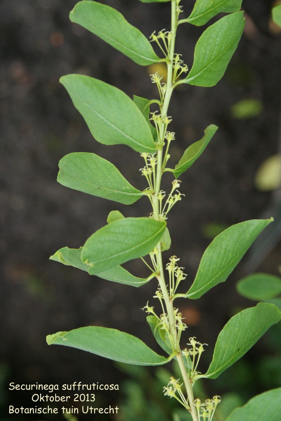 Корень секуринега Вироза