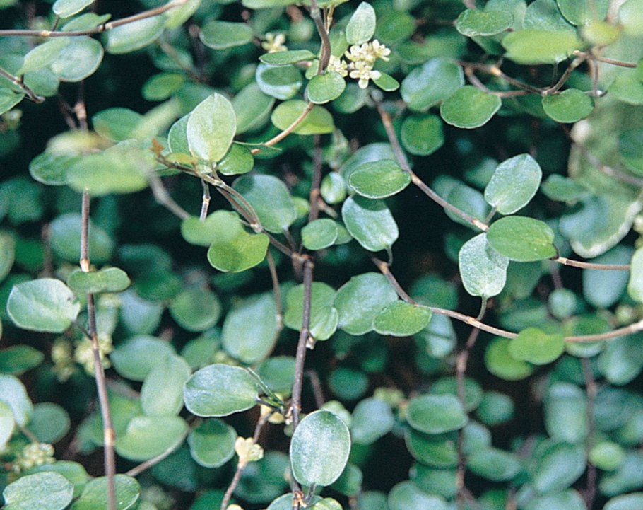Muehlenbeckia complexa