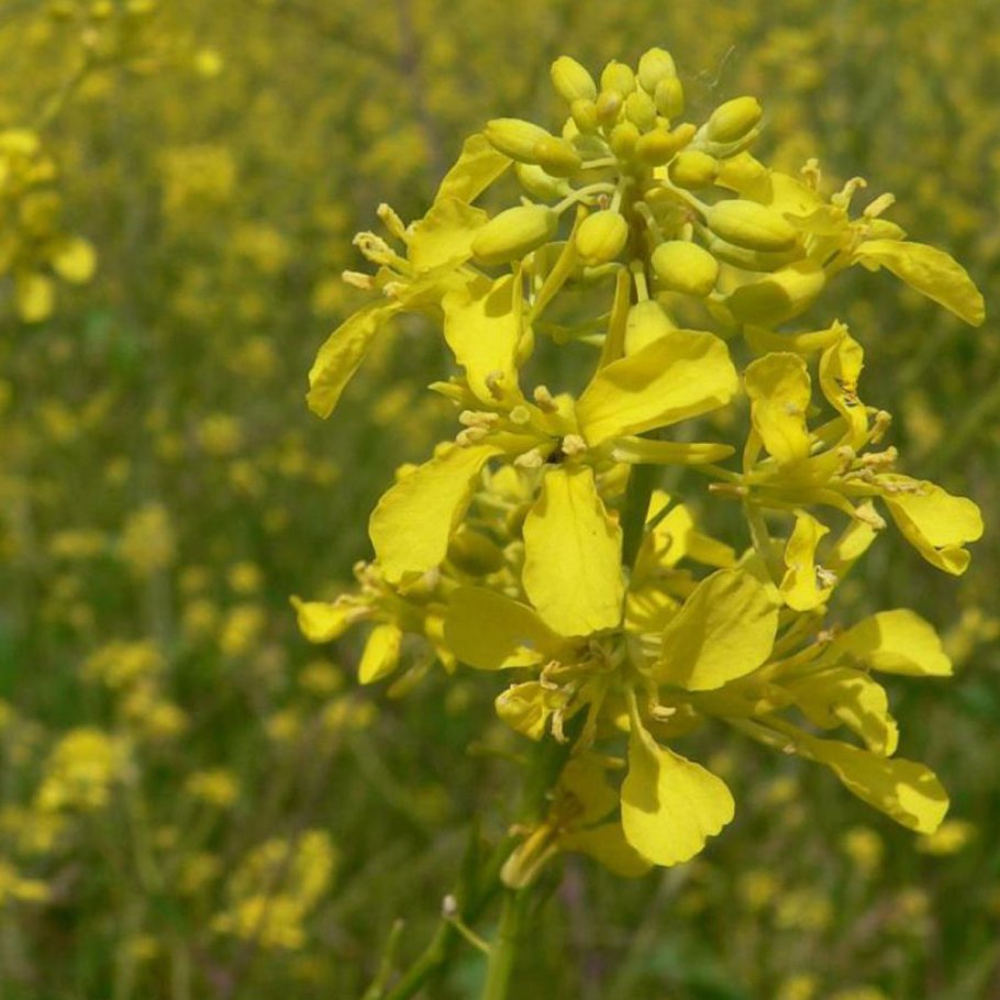 Brassica nigra - горчица черная