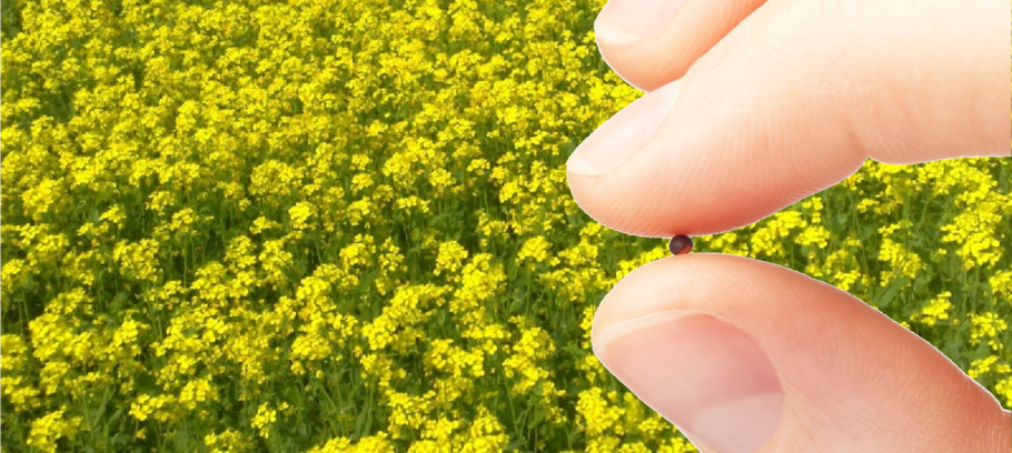 Горчичное зернышко