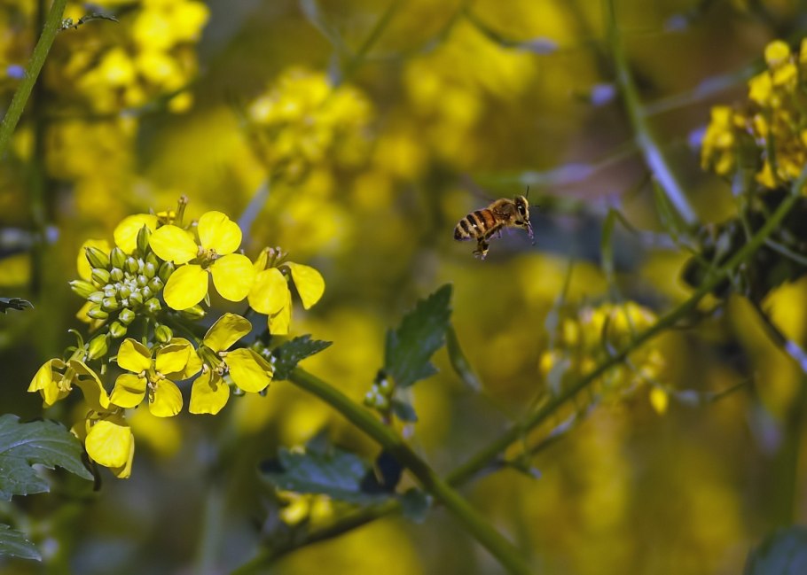 Чесночная горчица растение