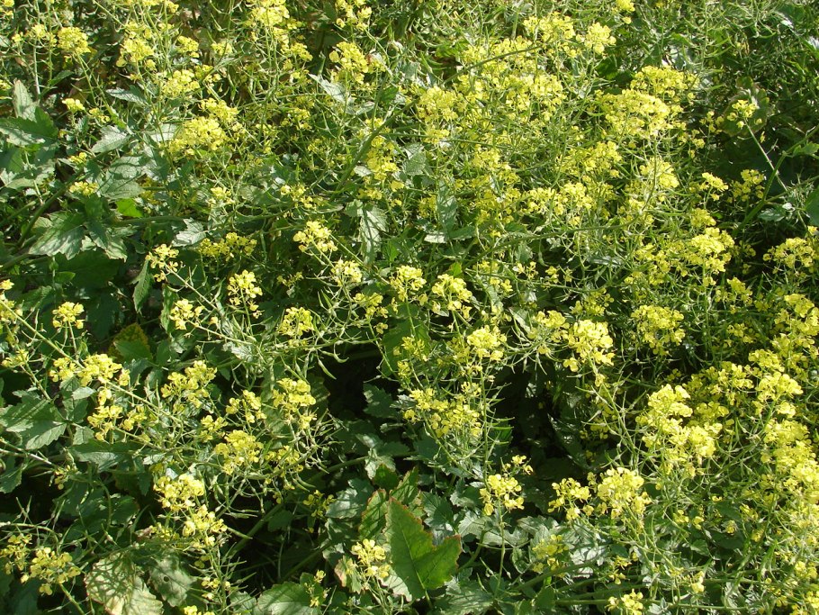 Горчица специя