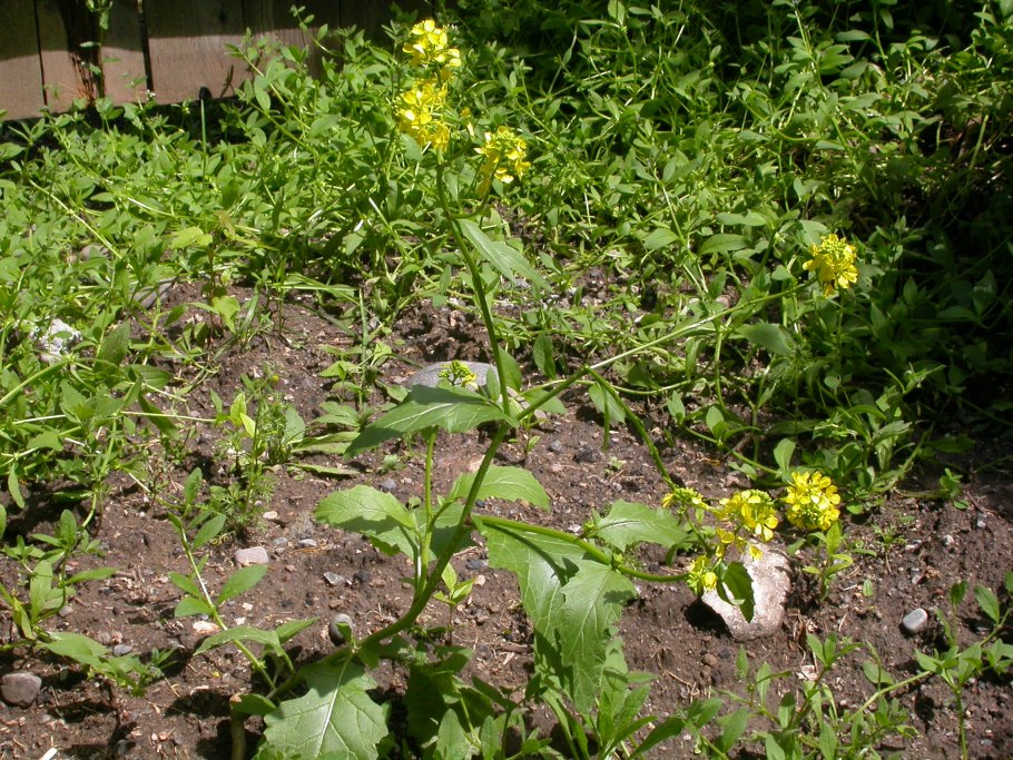 Капуста черная Brassica nigra