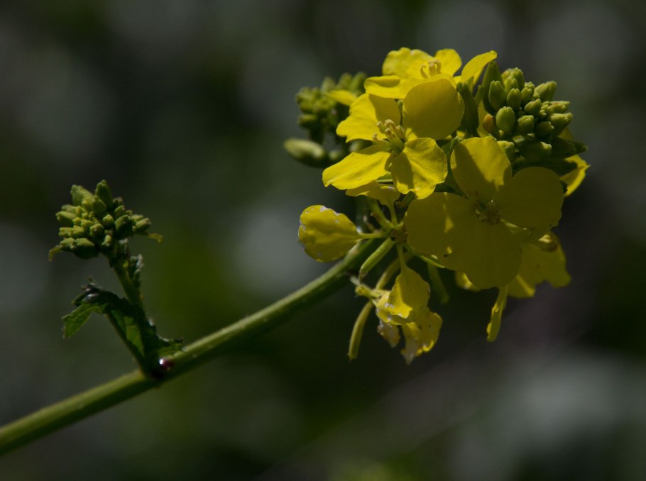 Brassica nigra - горчица черная