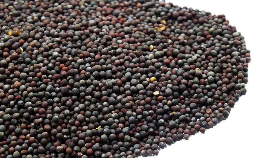 Горчица белая семена