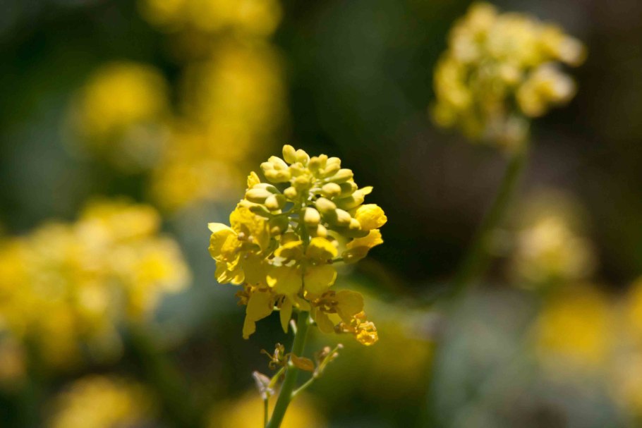 Черная горчица (семена)